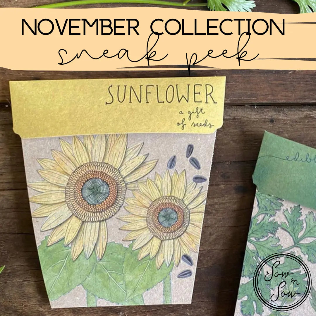 November Collection The Teacher Collective