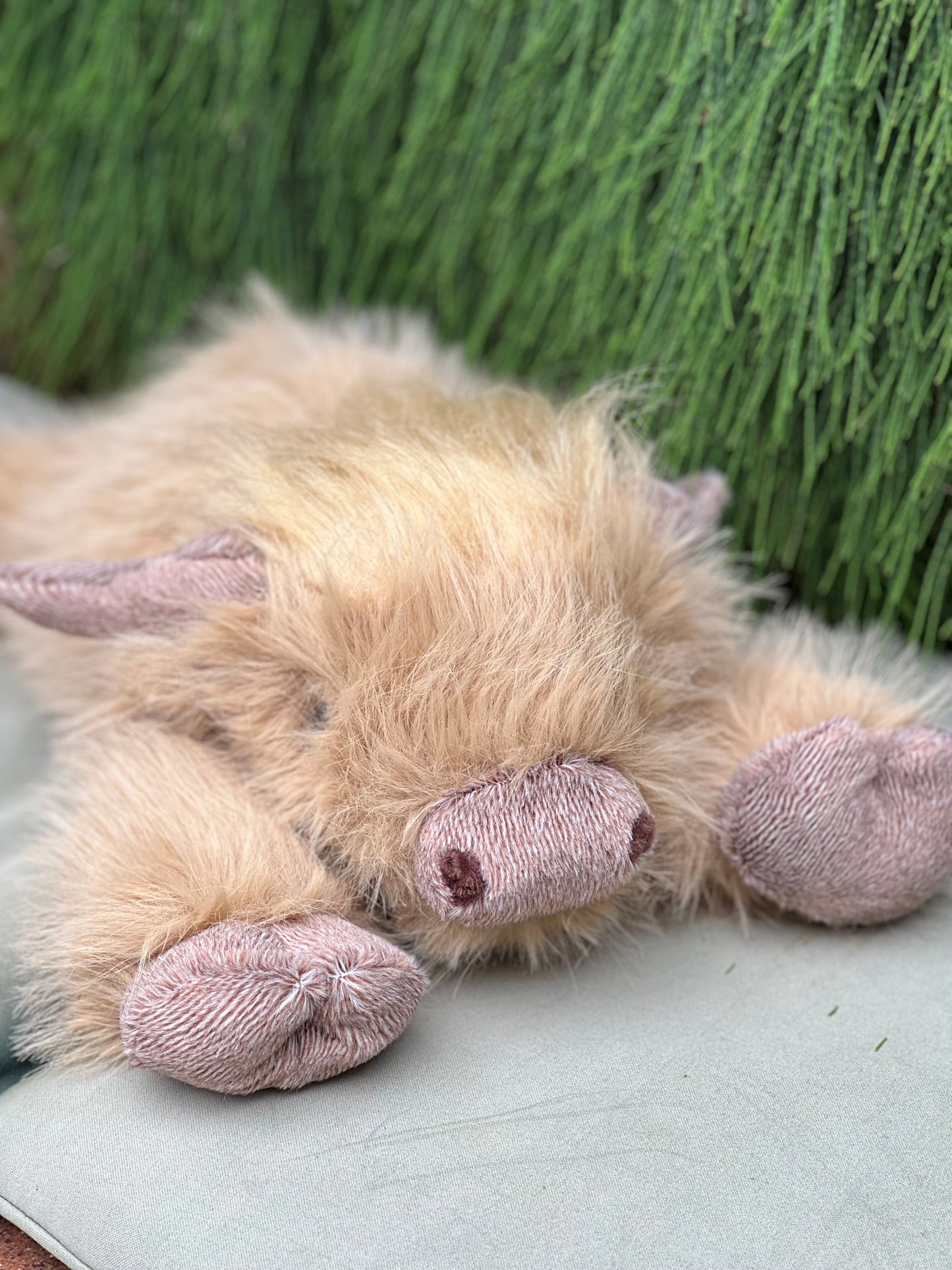 Harry- weighs 660g